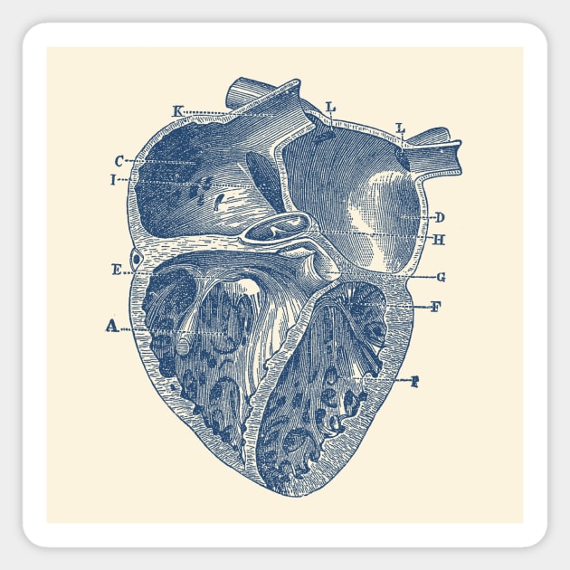 Inner Heart Diagram - Vintage Anatomy Sticker by Vintage Anatomy Prints